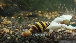 Raubturmdeckelschnecke Anentome helena, Clea helena