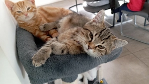 Ein süßer Kater sucht noch sein für immer zu Hause