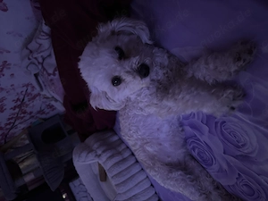 Hunden sucht Hund Zwerg Pudel Junge 