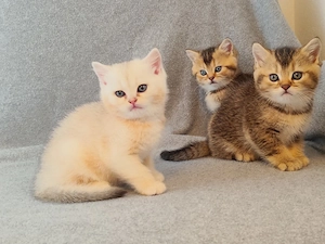 Zauberhafte BKH Kitten suchen ihr Zuhause