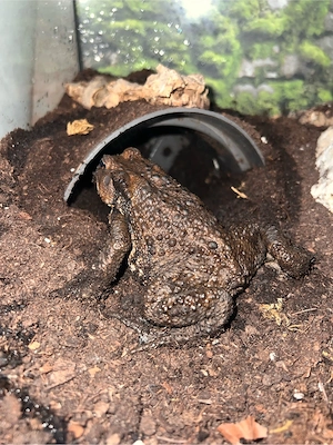 0.1 Kröte B. japonicus Frosch 