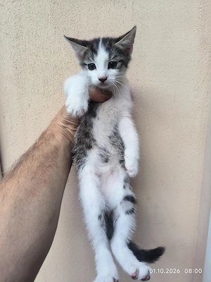 Süße Katze Weibchen abzugeben gegen kostgeld