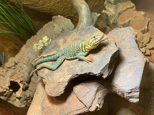 1.3 Halsbandleguane Crotaphytus collaris Wichita Mountains mit Terrarium und Technik