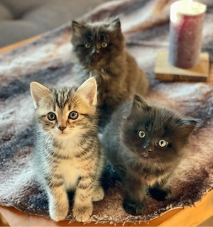 heilige Birma kitten katzen babys 