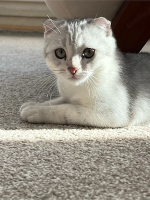 Liebevolle Katze sucht ein neues Zuhause