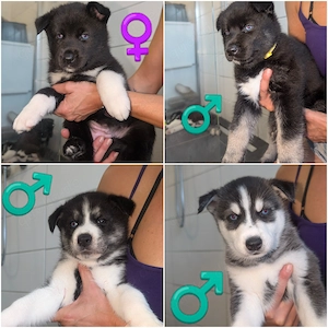 Huskymix Welpen Ende Oktober abzugeben 