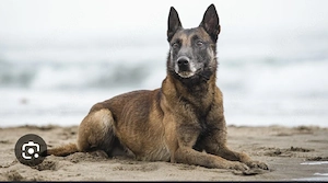 Ich suche einen Belgischen Schäferhund oder Deutschen Schäferhund 
