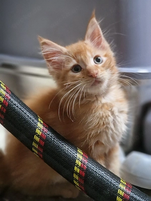 Maine Coon Kitten