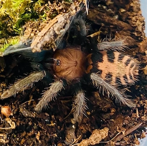 Vogelspinne D.pentaloris NZ 2025 mit eingerichtetem Terrarium