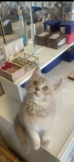  Bkh Kitten abzugeben in Bremen   