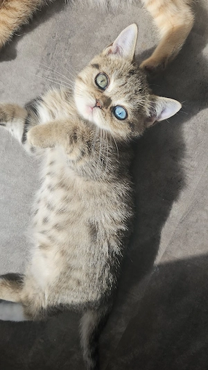 BKH Kitten 