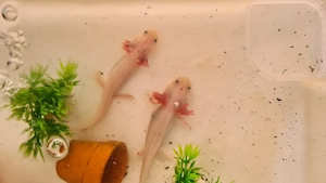 Axolotl Nachwuchs
