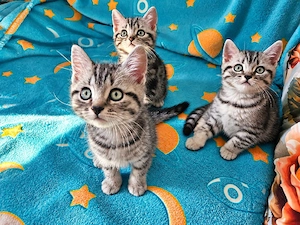 BKH Whiskaskitten silver tabby classic