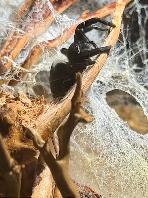 Spinne   Eresus walckenaeri NZ 2025 mit Terrarium