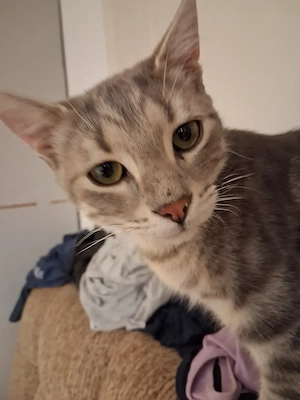 Junger Kater sucht ein zu Hause 