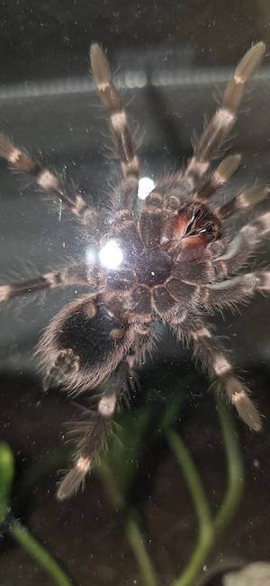 Acanthoscurria geniculata mit Terrarium