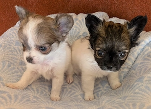 Wunderschöne, reinrassige LH Chihuahua Welpen Rüden