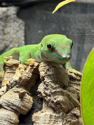 phelsuma grandis