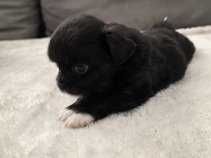 chihuahua mix