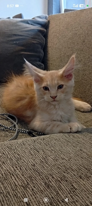 Maine coon( Creme Tabby )Drei Monate 