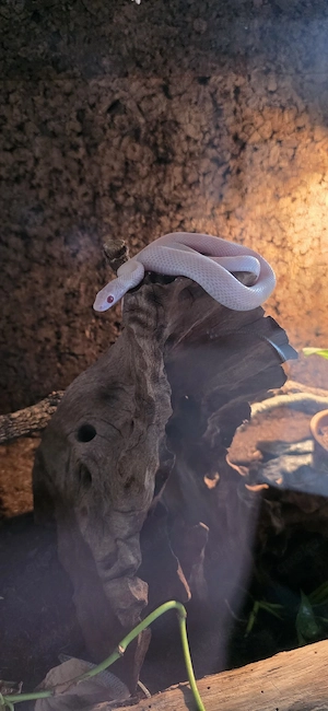 Albino Kornnatter