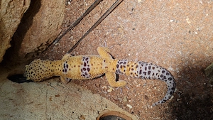 Leopardgecko 