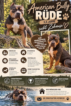 American Bully Rüde sport xl