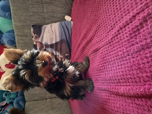 Yorkshire Terrier Welpe