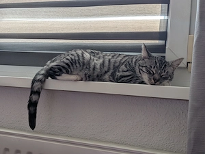 EKH Katze weiblich 3 Jahre alt mit Zubehör 