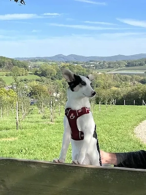 Unsere kleine Zuckerschnute Belise sucht nach ihrer Familie fürs Leben