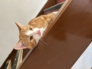 Maincoon mix Babys suchen neues Zuhause 