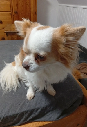 Rüde Kastriert,5 jahre alt