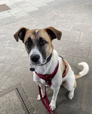Unsere tolle Herzenshündin Coco sucht ihr goldenes Körbchen