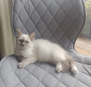 Heilige Birma Kitten (Katzen)