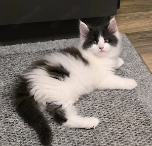 Maine Coon Kitten 