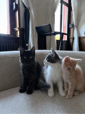 Mainecoone mix Kitten ab sofort abgabebereit 