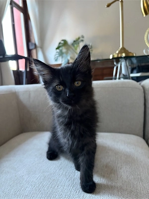 mainecoon mix kitten ab sofort abgabebereit 