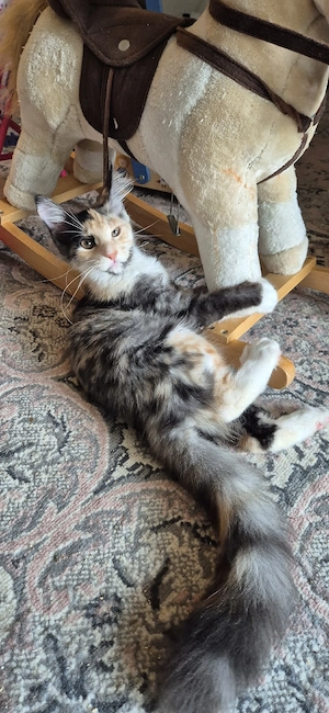 Maine Coon kitten 