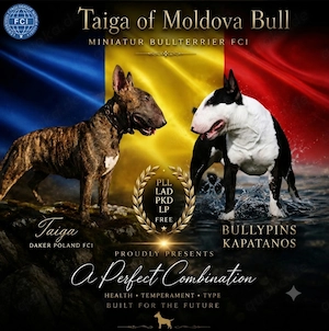 Miniatur Bullterrier FCI 