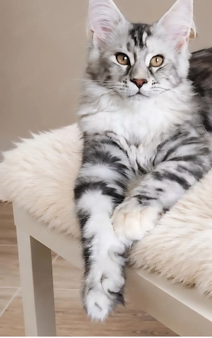 =^..^=Wunderschönes Maine Coon kitten mit Stammbaum aus seriöser Zucht =^