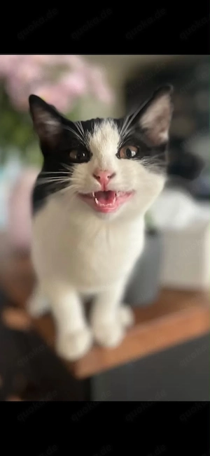 Kater 6 Monate alt