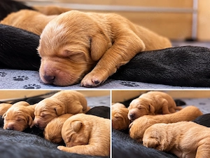 Labradoodle F1 Welpen in Schwarz, Creme, Apricot und Braun- liebevolle Familienaufzucht