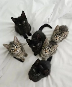 Bestens sozialisierte Familien-Kitten suchen ein Zuhause!