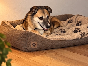 Unsere zarte Hundeseele Fee sucht ein liebevolles und geduldiges Zuhause