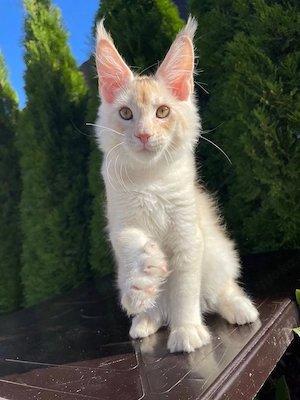 Maine-Coon-Kätzchen