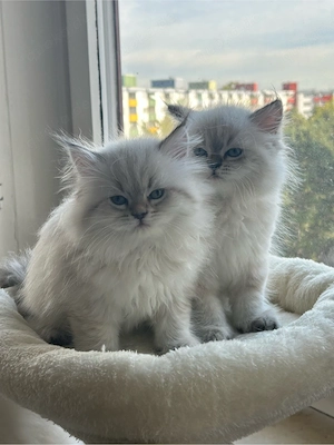 Zwei liebe Ragdoll-Kitten suchen ein neues Zuhause