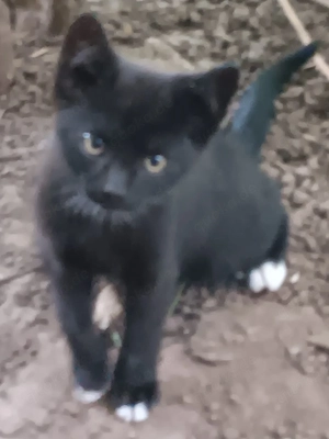 4 Junge Katzen abzugeben 
