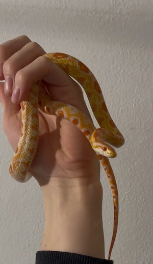 Kornnatter Pantherophis guttatus abzugeben
