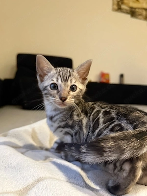 sehr verschmuste reinrassige bengalkitten 