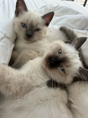 süße Ragdoll   BKH Kitten abzugeben